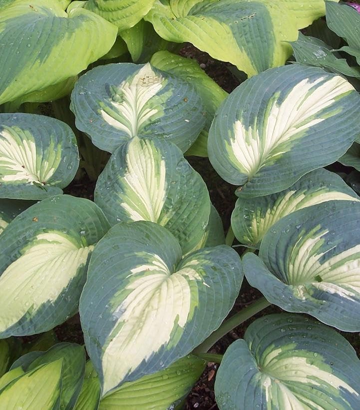 Live Plant from – Proven Winners, Hosta Shadowland ‘Hudson Bay’, Lavender Flo…