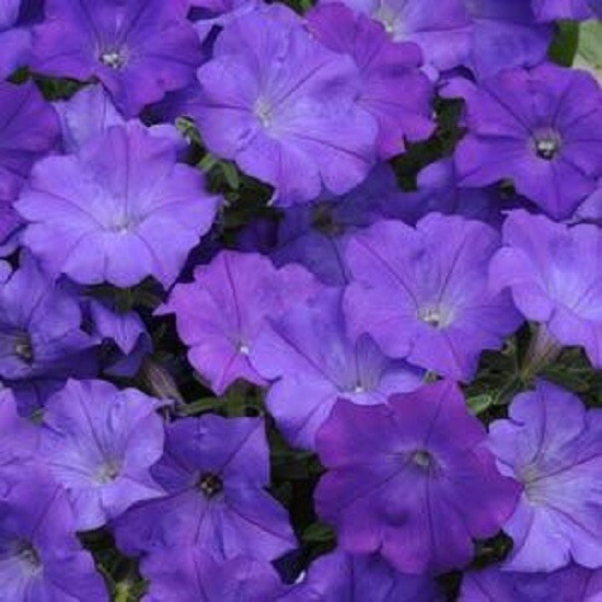 BIN#2R6D5 Petunia Seeds Shock Wave Denim 25 Pelleted Seeds