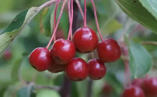 25+ Siberian Crab Crabapple Seeds for Garden Planting – USA – FREE SHIPPING!
