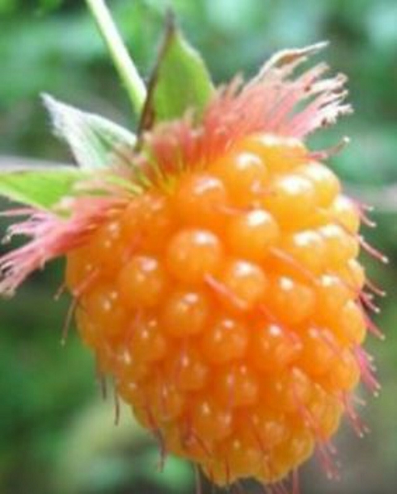 RARE SALMONBERRY(GOLDEN RASPBERRY) Fruit Tree 20 SEEDS -Combined Shipping (USA )