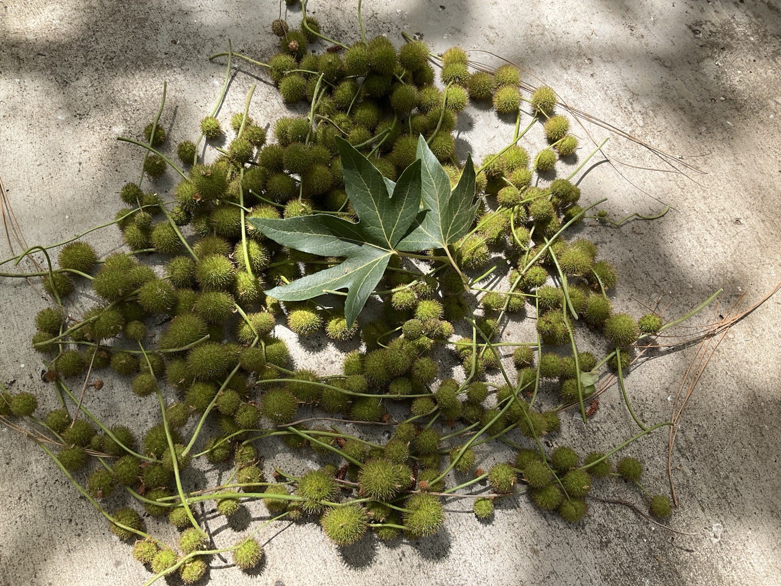 American sycamore seeds pods