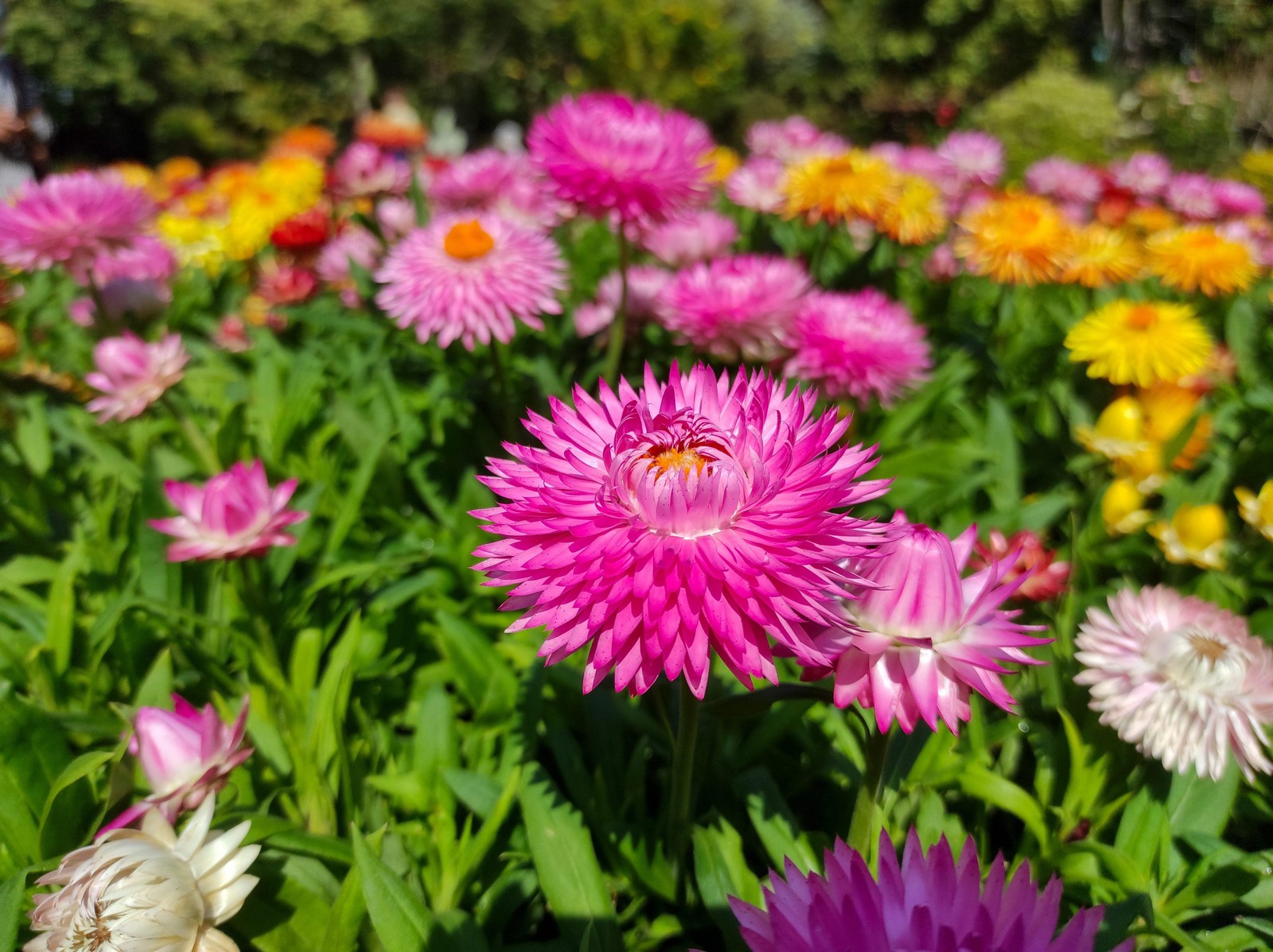 100 TALL Double MIXED Colors STRAWFLOWER Helichrysum Monstrosum Flower Seeds