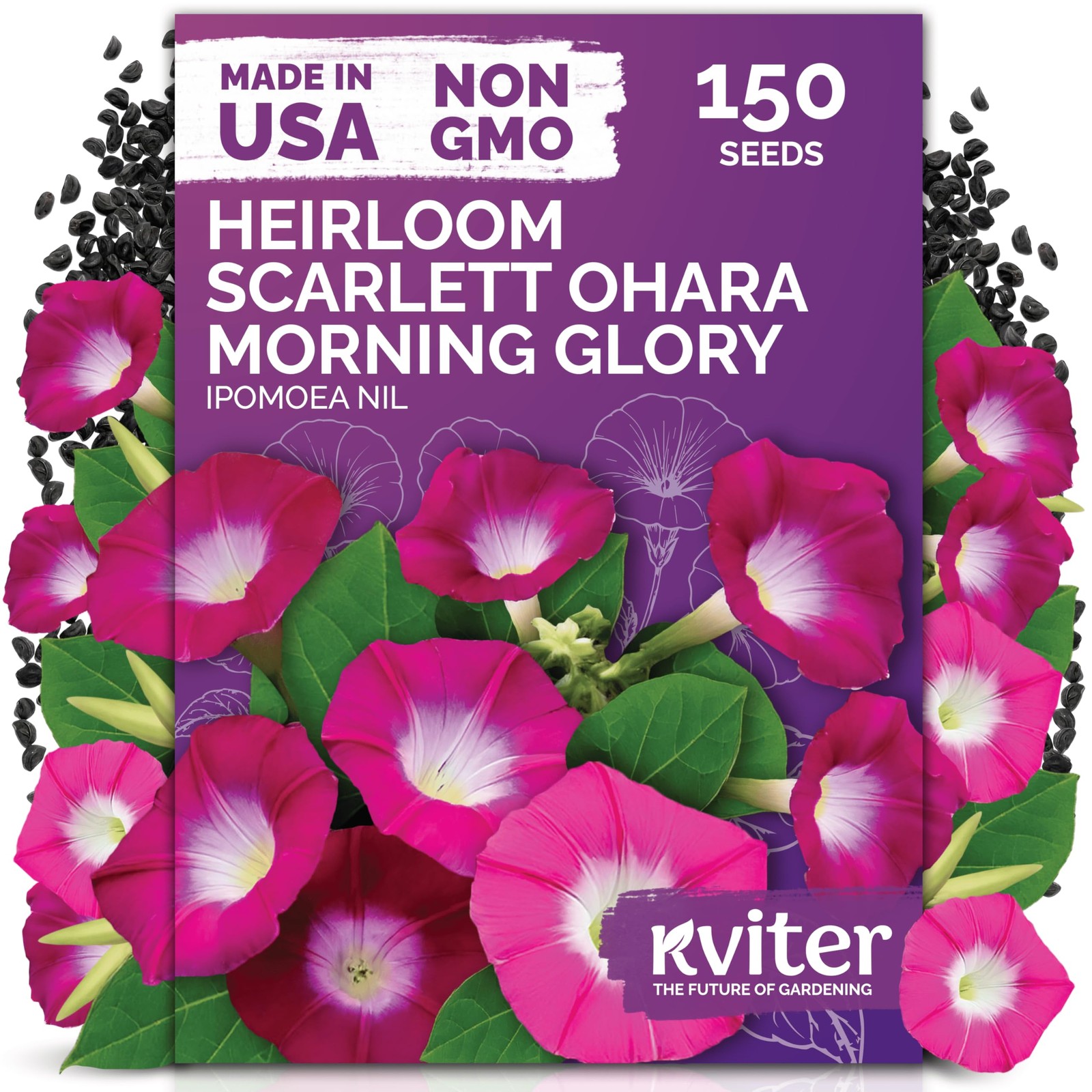 KVITER 150 Scarlett O’Hara Morning Glory Seeds for Planting (Ipomoea nil)