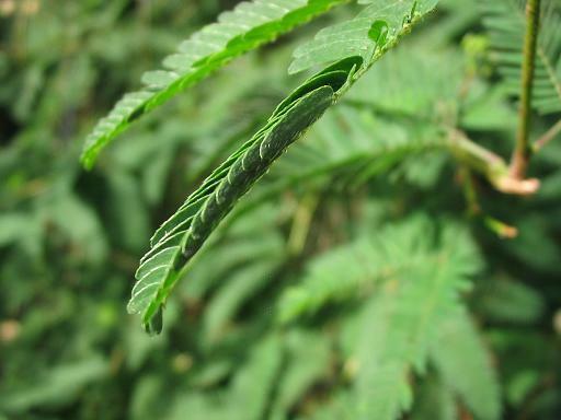 500+ SENSITIVE PLANT Seeds BULK *Free US Shipping!* Mimosa Pudica Seeds