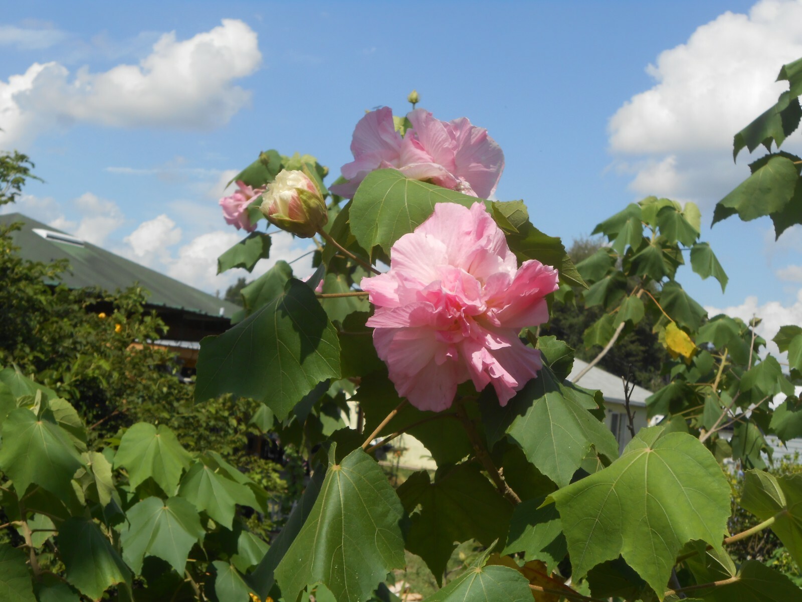 One Dozen Seeds: Southern Confederate Rose Hibiscus Mutabilis Dixie Rosemallow