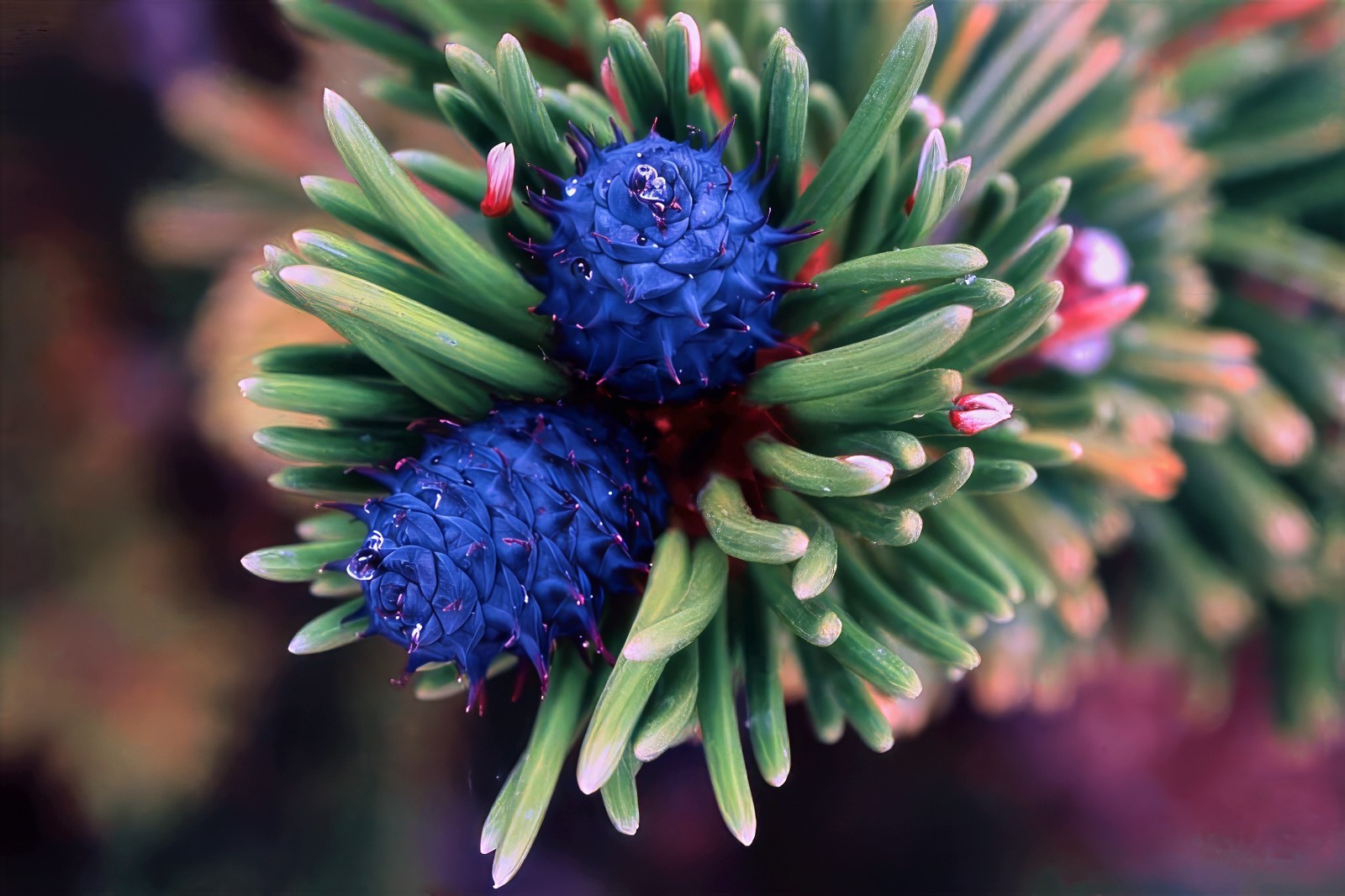 10 Bristlecone Pine Seeds (Pinus aristata) “OLDEST Living Tree in the WORLD!”