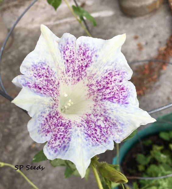 Kikyo Roseflakes – Japanese Morning Glory – ipomoea NIL – 6 seeds – So pretty!