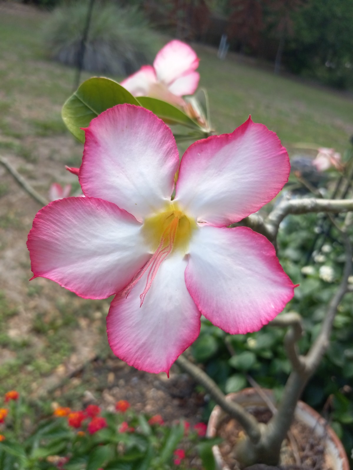 Ten Desert Rose (Adenium Obesum) Seeds Florida Grown