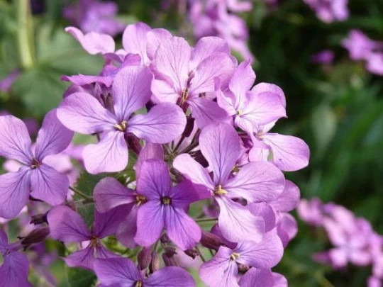 Evening Scented Stock (Matthiola bicornis). 500 Seeds. Free Shipping!