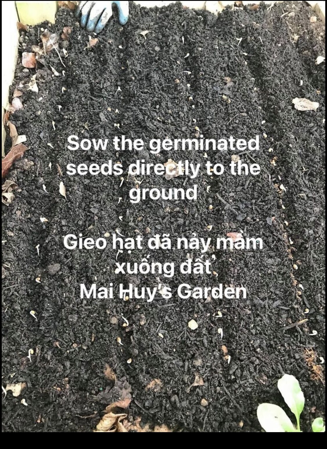Water spinach seeds, morning glory seeds, Ong choy, 100+ From Florida Garden