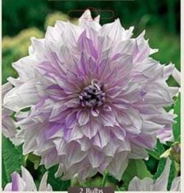 1 “Mom’s Special” Dinnerplate Dahlia – Large Tuber – US Seller