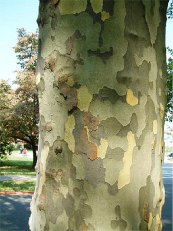 2-3 ft tall American Sycamore Tree – Platanus occidentalis 2 year old tree