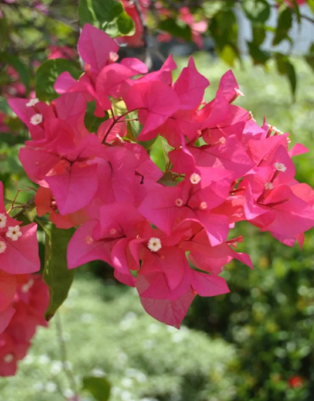 Set 2 Juanita Hatten Bougainvillea Plants – 4-10″ Tall – Hardy Bougainvillea