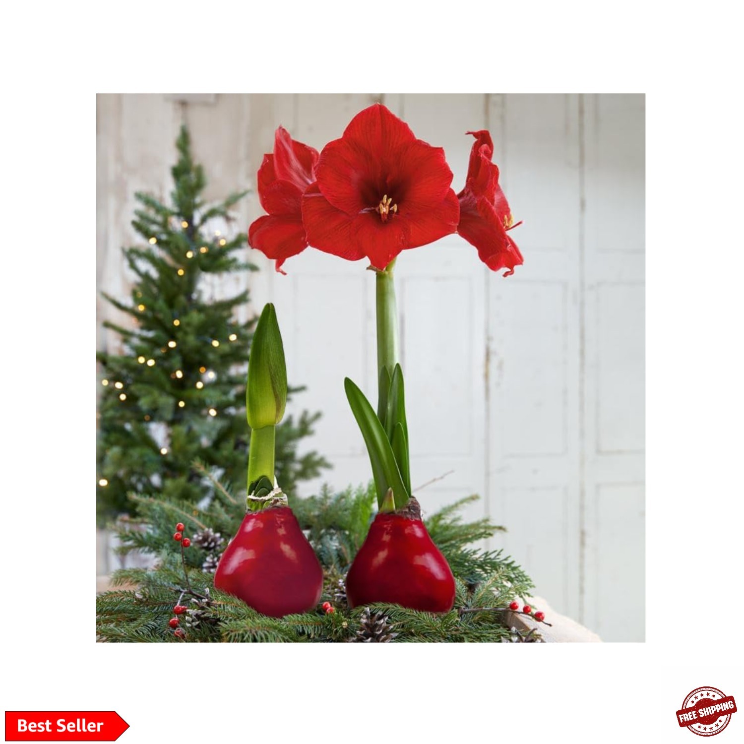 Waxed Amaryllis Bulb – Red Wax with Red Blooms – Live Holiday Gift Plant, Eas…