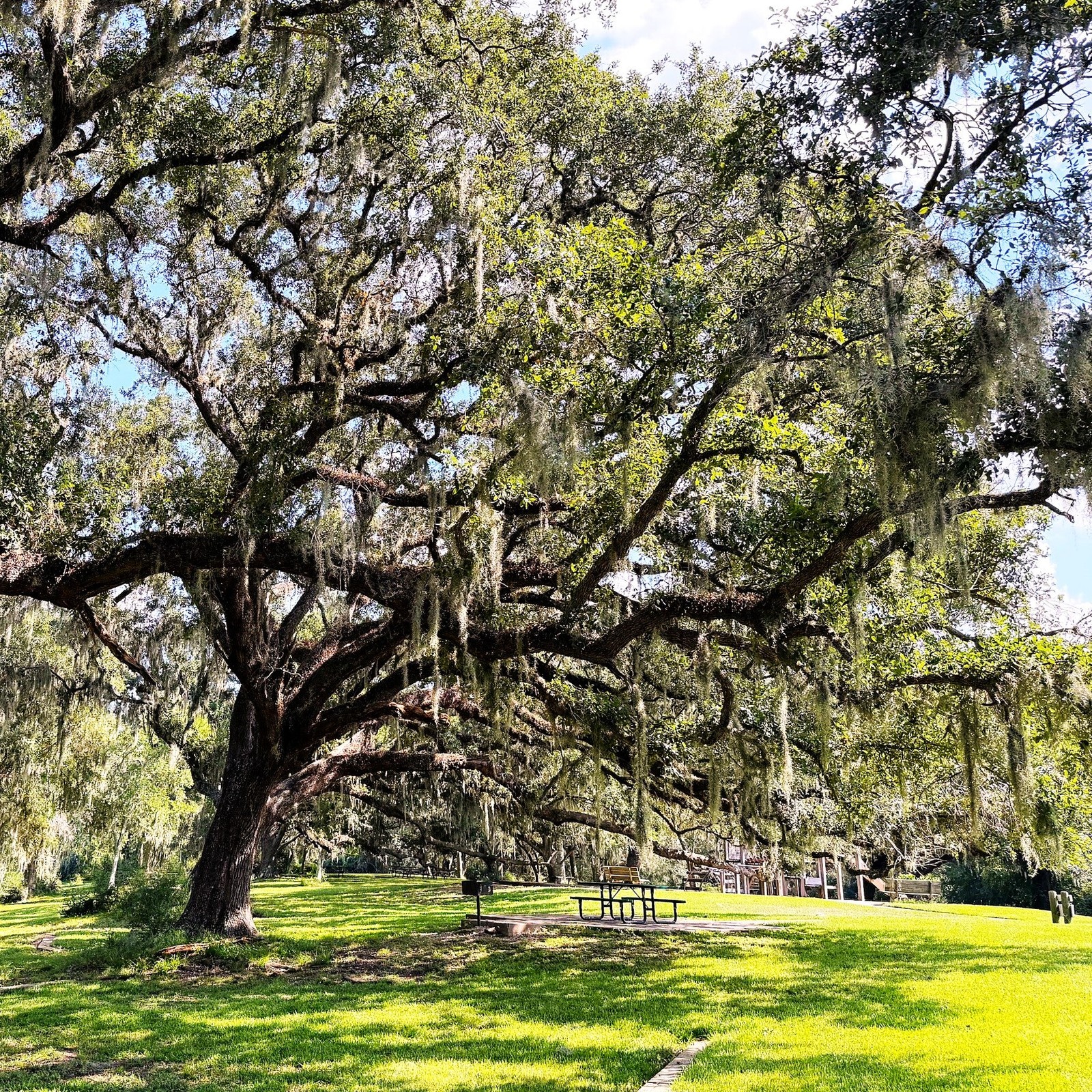 Southern Live Oak Seeds – For 2026 Planting Spanish Moss Southern Charm Savannah