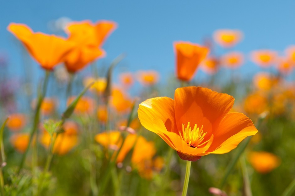 California Orange Poppy Wildflower Seeds