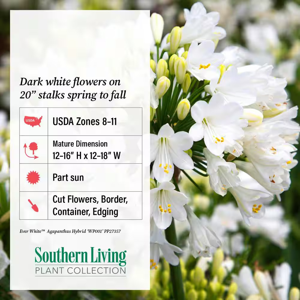 2.5 Qt. Ever White Agapanthus (Lily of the Nile) with Reblooming Brilliant White