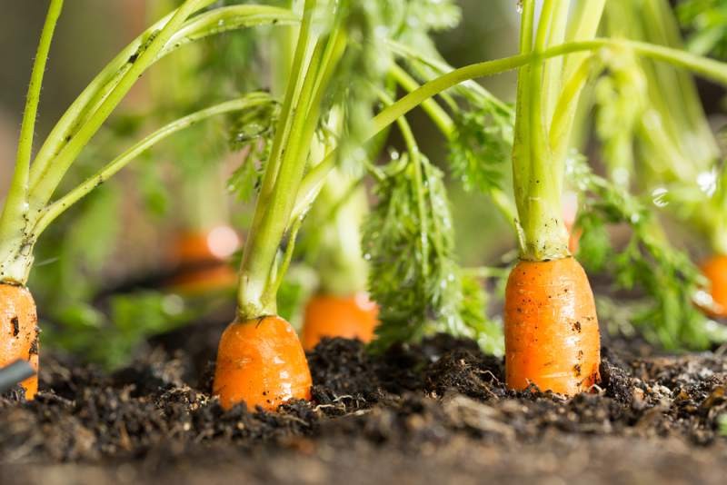 Tendersweet Carrot Seeds | Fall Garden Heirloom Long Orange Carrots Seed 2024