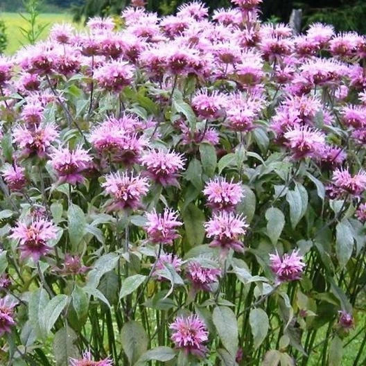 500 Wild Bergamot Bee Balm Seeds, Perennial Pollinator Non-GMO Garden Flower