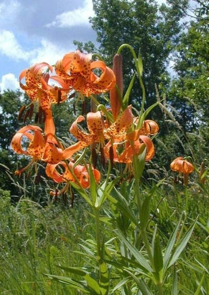 1 Chinese Tiger Lily Lilium-Tiger Lily-Turk’s Cap Perennial Live Rooted Plant