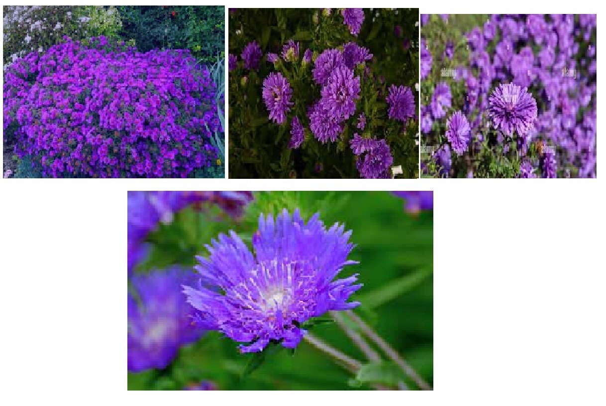 Dark Purple Aster Wild Flower 100 SEEDS VERY PRETTY USA Seller