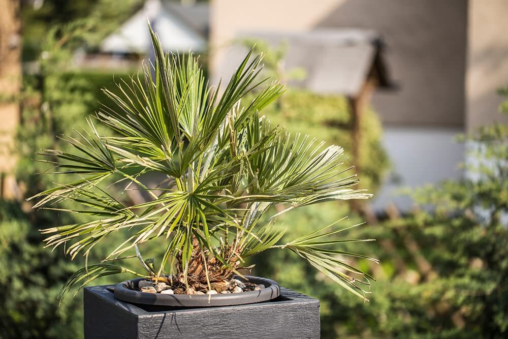 Windmill Palm Bonsai Tree Seeds – 6 Seeds – Trachycarpus fortunei