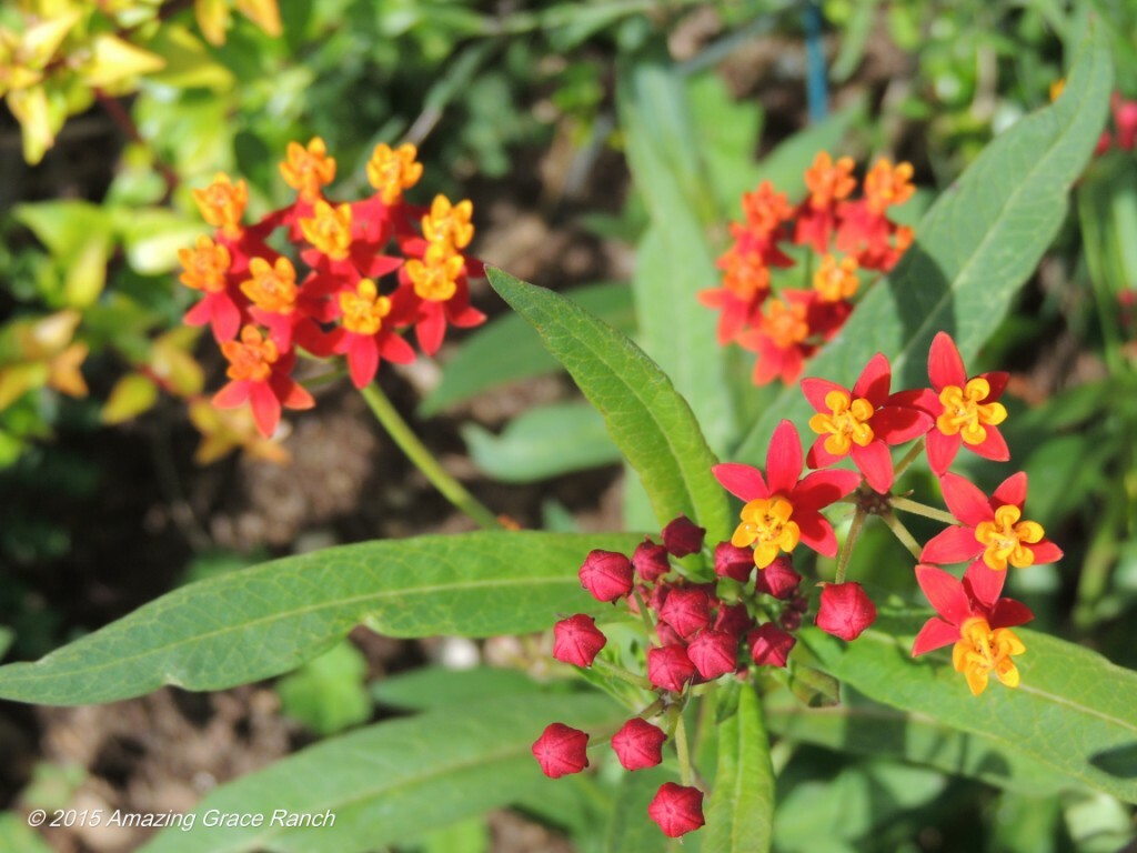 101+BLOODFLOWER Milkweed Flower Seeds Annual Wildflower Container Drought Heat