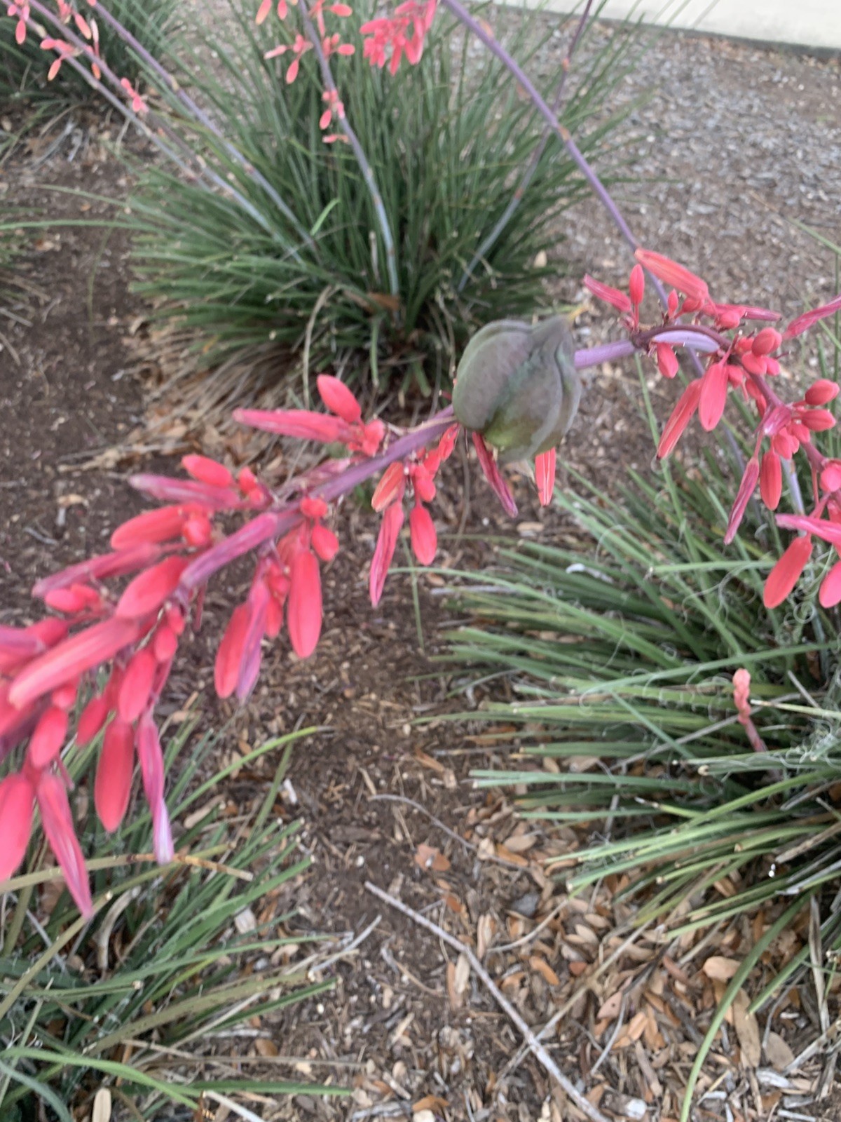25+ Red Yucca Hesparola Parviflora Seeds