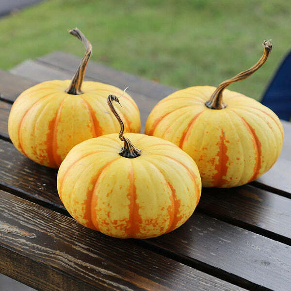 10 Blaze Mini Pumpkin Seeds – Colorful Fall Decor – 10 Pack of Seeds to Grow