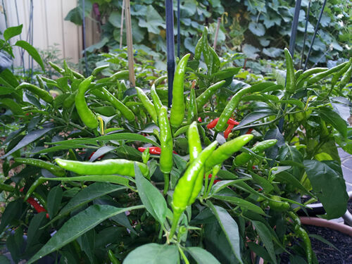 Extreme Hot Green Indian Chili – 20 Seeds – Australian Grown Seeds