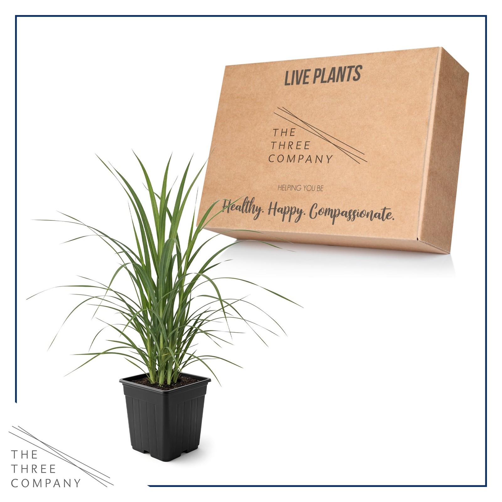 White Pampas Grass Perennial Accent Plant 10″ Tall in 1.5 Qt Pot