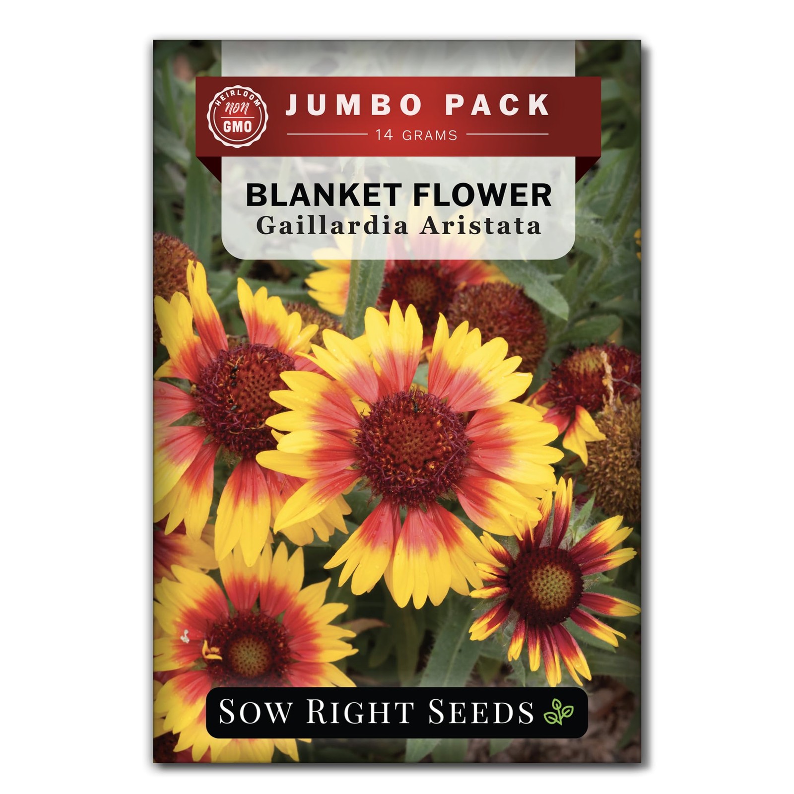 Bulk Blanket Flower Seeds for Planting NonGMO Heirloom Jumbo Pack of Indian…
