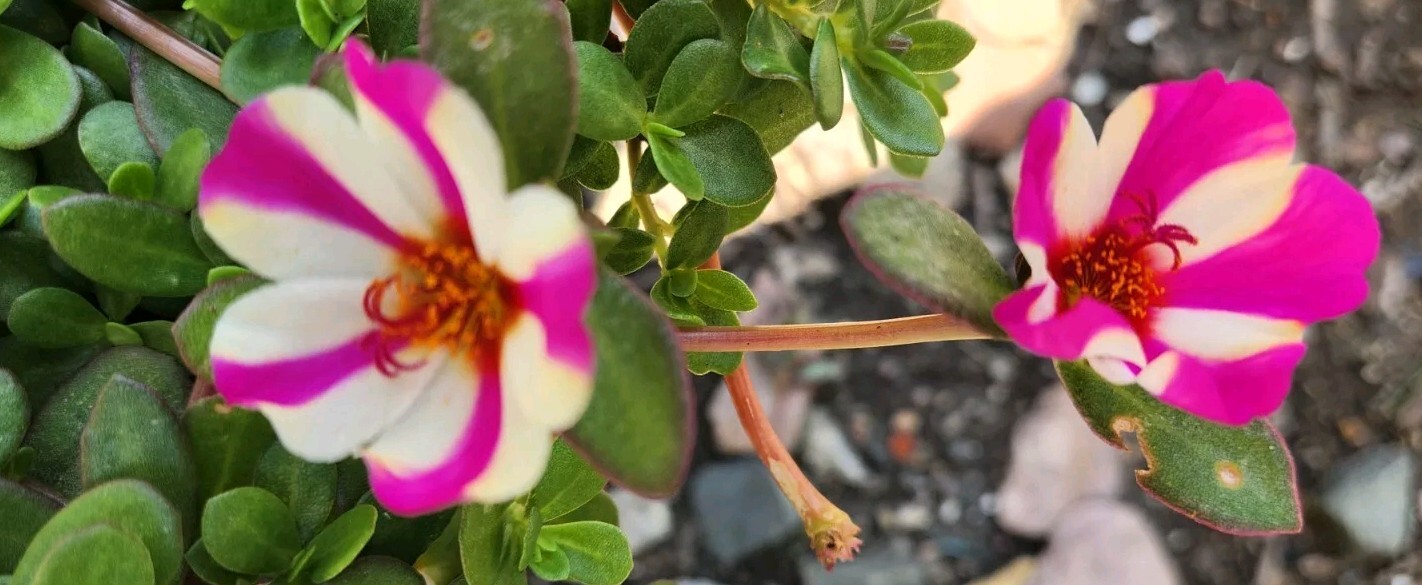 Pink Lady Portulaca Purslane Flower Seeds