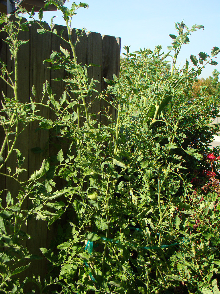 Marglobe tomato seeds non-gmo heirloom open pollinated