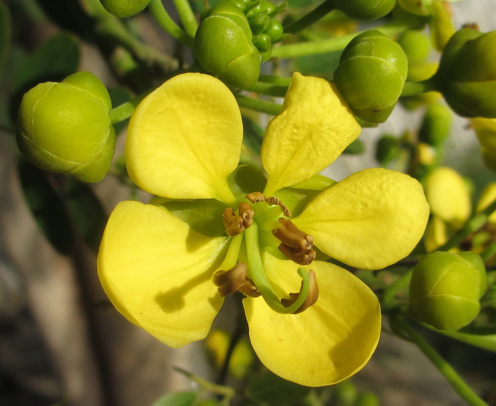 Cassia siamea SIAMESE CASSIA TREE golden yellow flowers SEEDS!