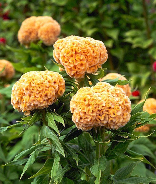 30 Celosia Chief Gold seeds