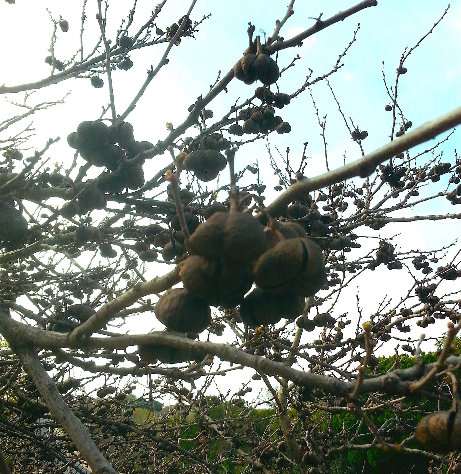 UNGNADIA SPECIOSA, MEXICAN BUCKEYE, FABULOUS NATIVE TREE/SCREENING SHRUB, 15 SDS