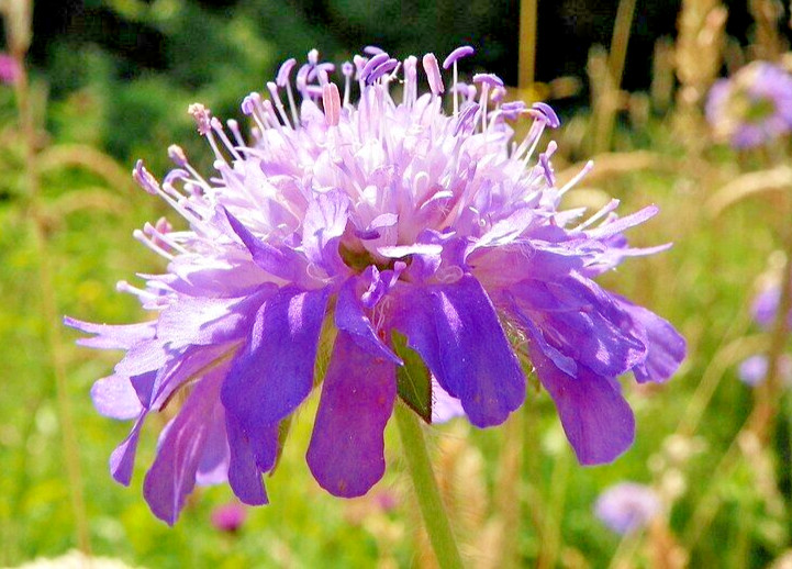 KNAUTIA, LAVENDER 100 SEEDS, PINCUSHION FLOWERS, *VERY EZ TO GROW*