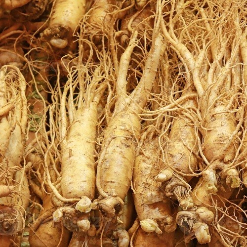 American Panax Quinquefolius Ginseng Seeds 25 Fully Stratified 11/2025 Harvest