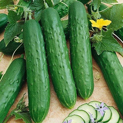 Saladmore Bush Hybrid Cucumber Seeds – A Container Cuke for All Climates!(25 – S