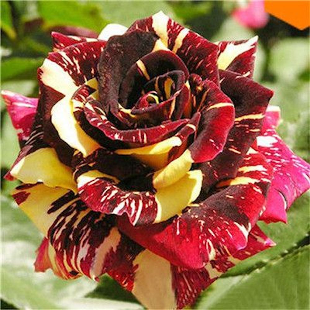 25 PACK STRIPED hybrid ROSE SEEDS for germination garden flower bed plant bush