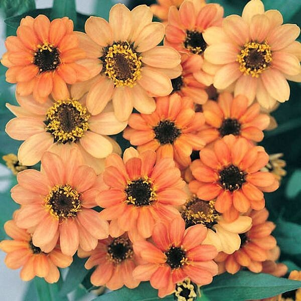 100+ Profusion Apricot Zinnia Seeds for Garden Planting – USA – FREE SHIPPING!
