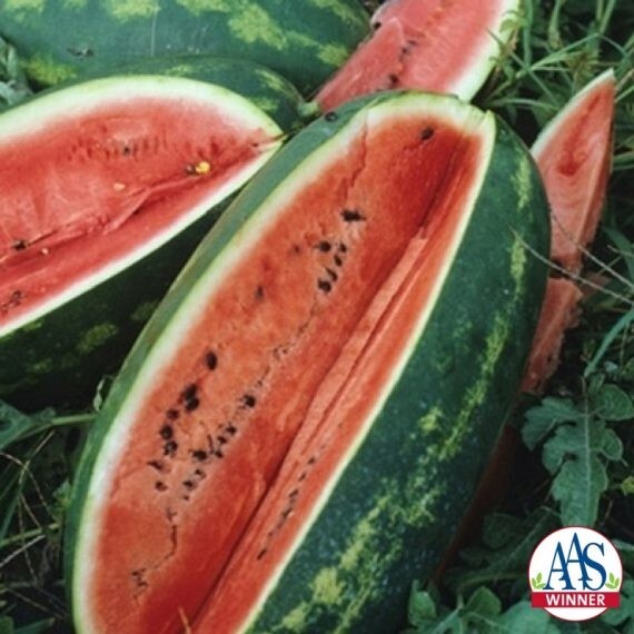 10 Seeds CONGO Watermelon Large Variety Planting NON-GMO Heirloom Garden