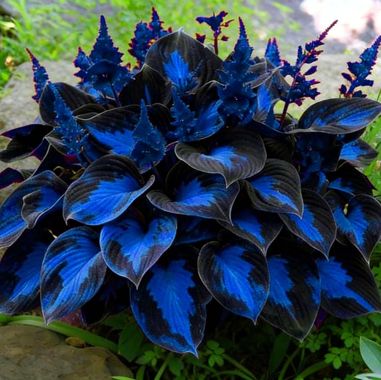 Mixrug Hosta Seeds for Planting, 200+pcs Rare Perennial Flower Mix