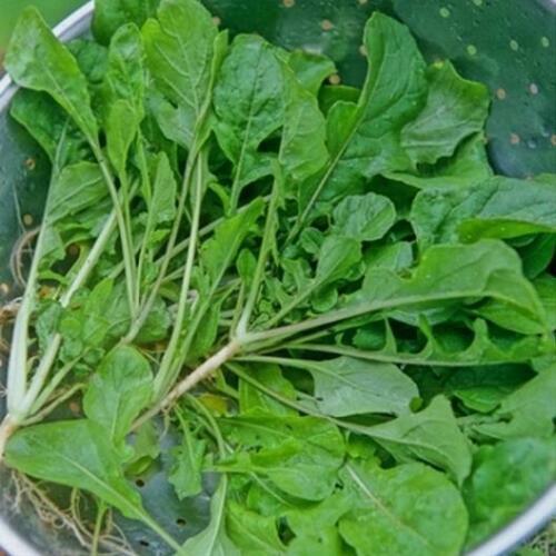 150+ Seeds SEVEN-TOP-GREENS TURNIP SEEDS Delicious Fast Growing Greens