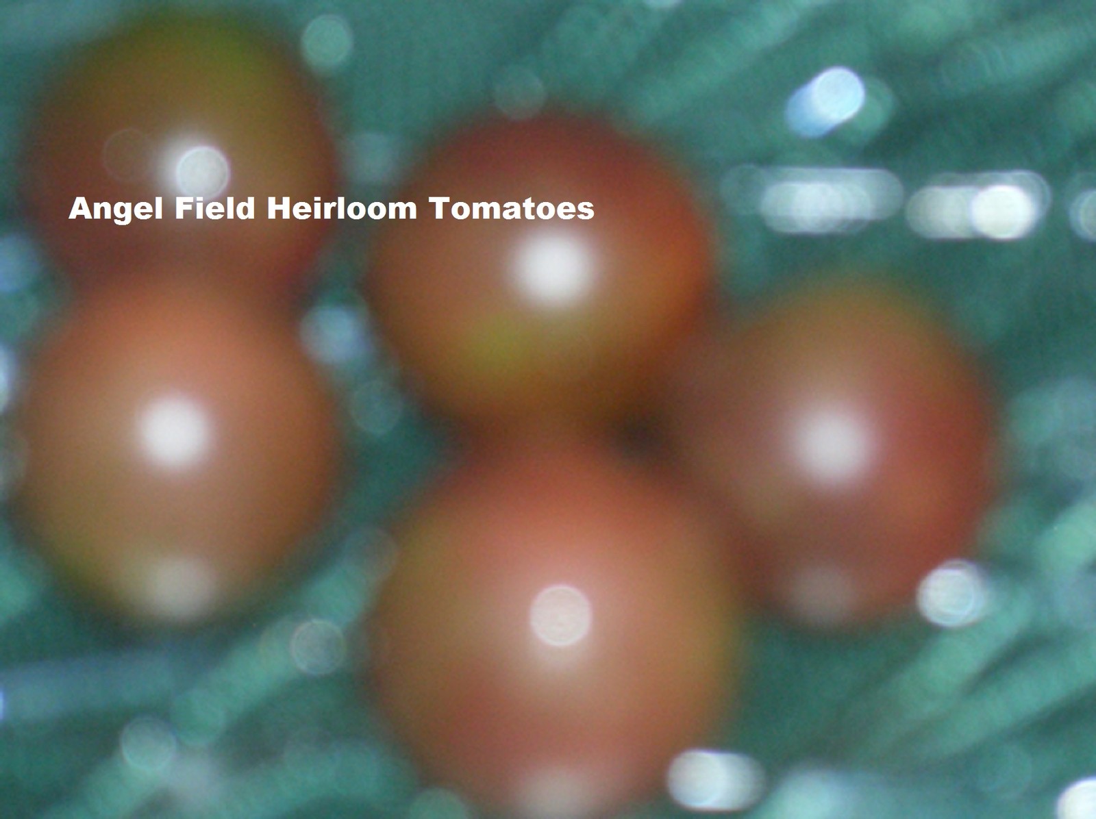 20 Black Cherry Tomato Seeds “Plus 2 Packs of Vegetable Seeds
