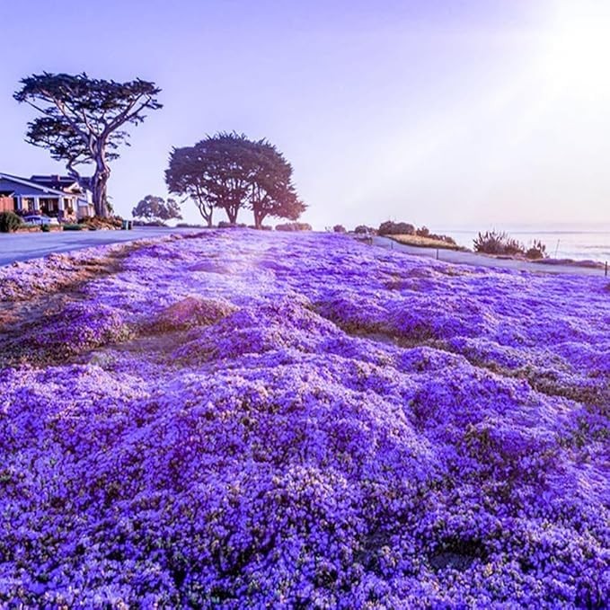 20000+Creeping Thyme Seeds for Planting Outdoor-Heirloom Thymus Serpyllum Gro…