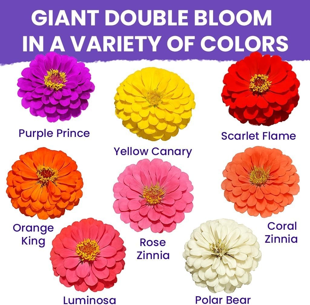 Easy to Grow Zinnia Seeds for Outdoor Gardens, 1/4 lb California Giants Mix