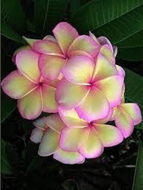 5 Light Pink Yellow Plumeria Seeds Plants Flower Flowers Perennial Seed 509