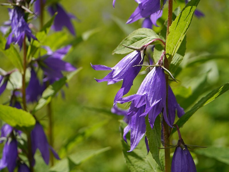 GREAT BELLFLOWER 203 SEEDS, CAMPANULA LATIFOLIA, LAVENDER-BLUE, USA SELLER****